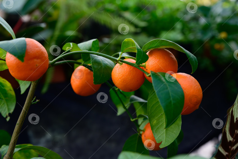 Скачать Павловский горький апельсин Сорт цитрусовых aurantium Pavlovsky со спелыми оранжевыми плодами, растущими на ветке с глянцевыми зелеными листьями фотосток Ozero
