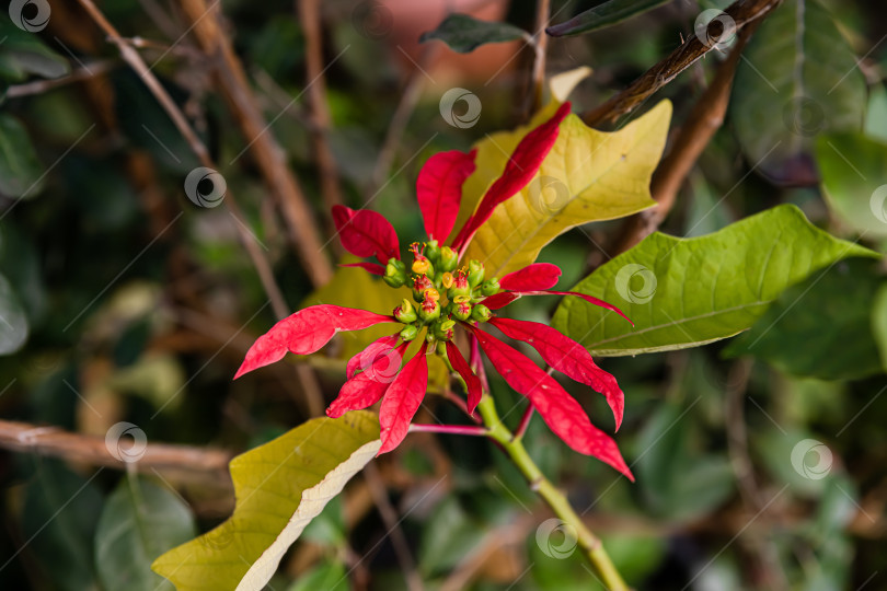 Скачать Макросъемка красного цветка пуансеттии с яркими прицветниками и зелеными листьями. Снимок естественного роста тропических растений на открытом воздухе. фотосток Ozero