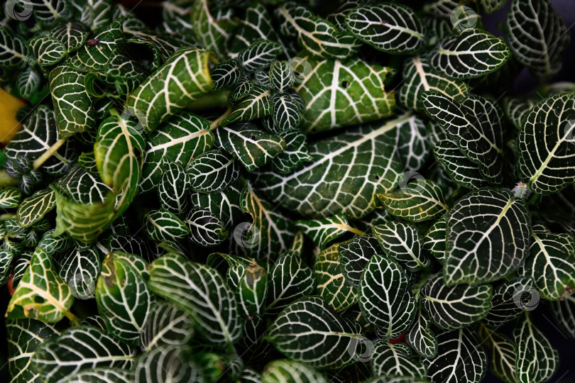 Скачать Крупный план листьев фиттонии альбивенис с ярко-белыми прожилками. Фон с текстурой тропического комнатного растения, на котором виден детальный рисунок листвы и пышная зелень. фотосток Ozero