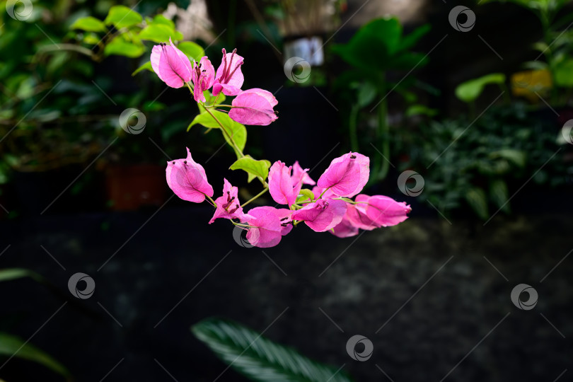 Скачать Розовые цветы бугенвиллеи, распускающиеся на тонкой ветке со свежими зелеными листьями. Тропическое декоративное растение с мягким естественным освещением и размытым фоном фотосток Ozero