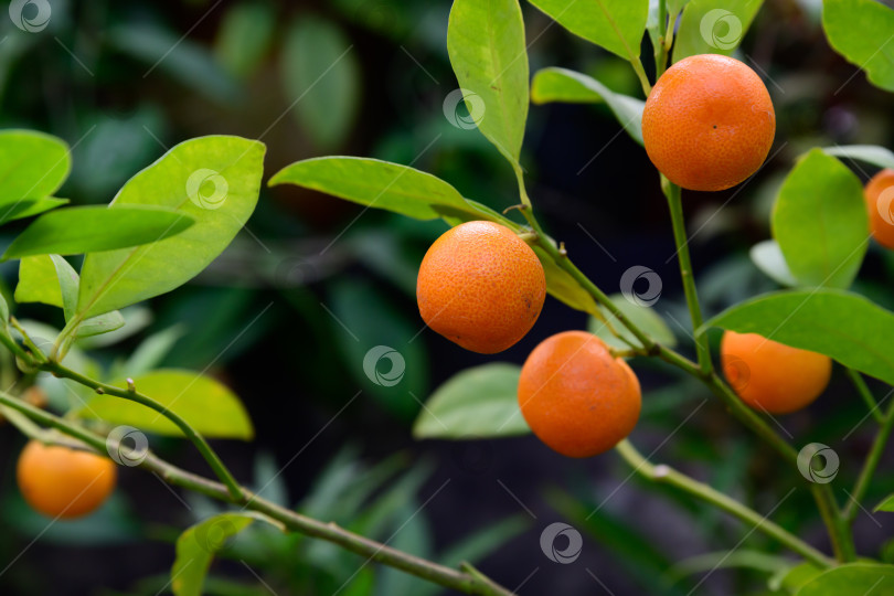 Скачать Плоды каламондина свисают с зеленых веток с глянцевыми листьями. Тропический гибрид цитрофортунеллы, мандарина и кумквата, выращиваемый как декоративное растение. фотосток Ozero
