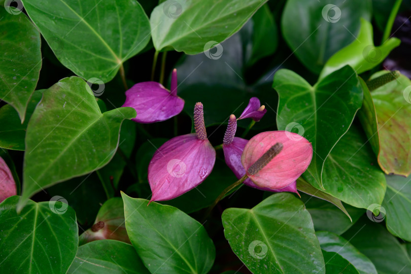 Скачать Фиолетоворозовые цветы антуриума Сорт Антуриум андре с сердцевидными соцветиями и початком, окруженными густой зеленой листвой фотосток Ozero