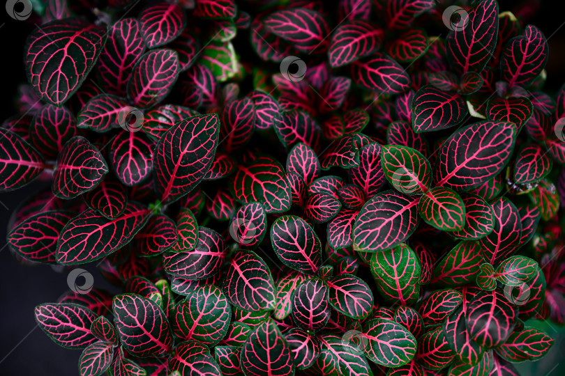 Скачать Фиттония альбивенис с темно-зелеными листьями и ярко-красными прожилками - тропическое декоративное растение с листвой крупным планом на фоне естественной текстуры фотосток Ozero