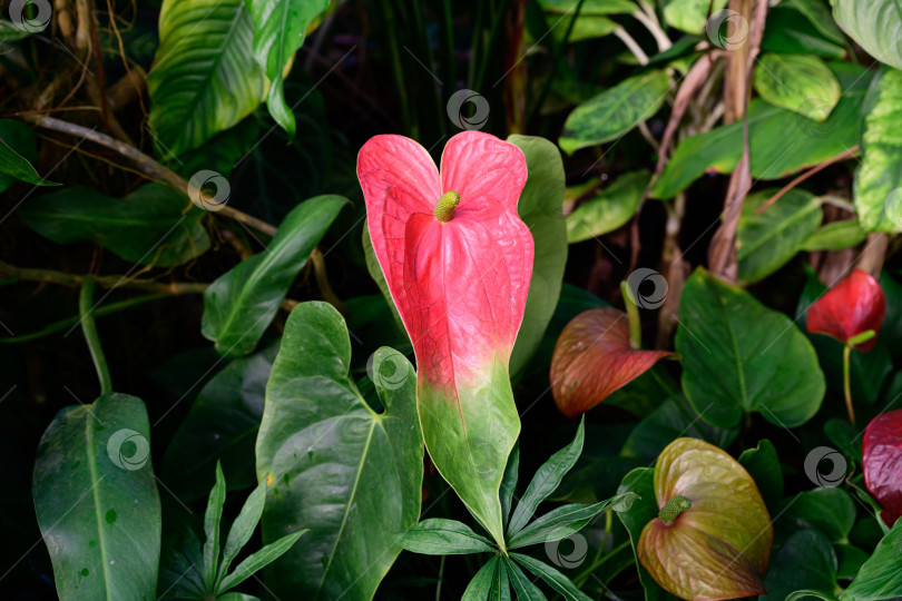 Скачать Розовый цветок антуриума Сорт Anthurium andraeanum с глянцевыми листьями и початками, растущий среди пышных зеленых листьев в тропическом саду фотосток Ozero