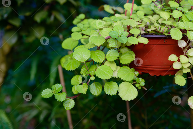 Скачать Крупный план свежих зеленых листьев Plectranthus verticillatus с видимой частью подвесного горшка, демонстрирующего естественную текстуру листвы и особенности роста. фотосток Ozero
