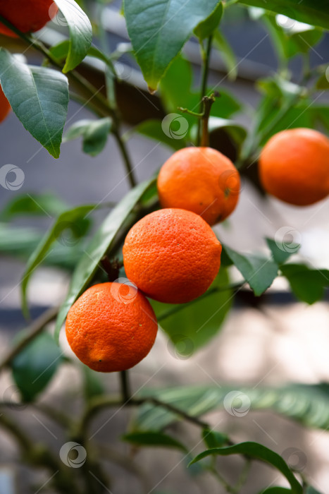 Скачать Крупный план висящих на ветке плодов рангпурского лайма с гладкой оранжевой кожурой и свежими зелеными листьями. Экзотическое цитрусовое растение в естественном освещении. фотосток Ozero