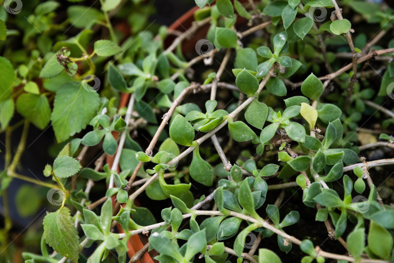 Скачать Крупный план листвы Delosperma tradescantioides с густыми зелеными листьями. Сочное почвопокровное растение, демонстрирующее естественный рост и детализацию листьев. фотосток Ozero