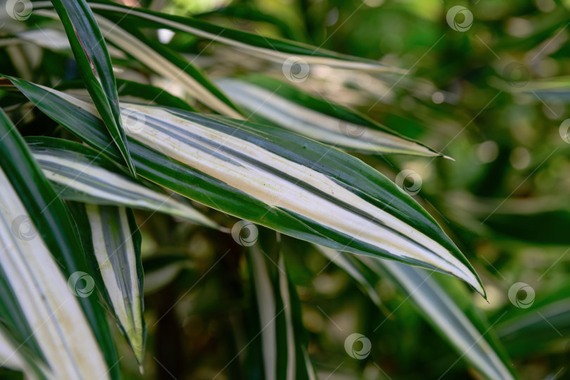 Скачать Пестролистная драцена деременсис с гладкой текстурой листьев и полосатым рисунком - тропическое декоративное растение, используемое для украшения интерьера и сада фотосток Ozero