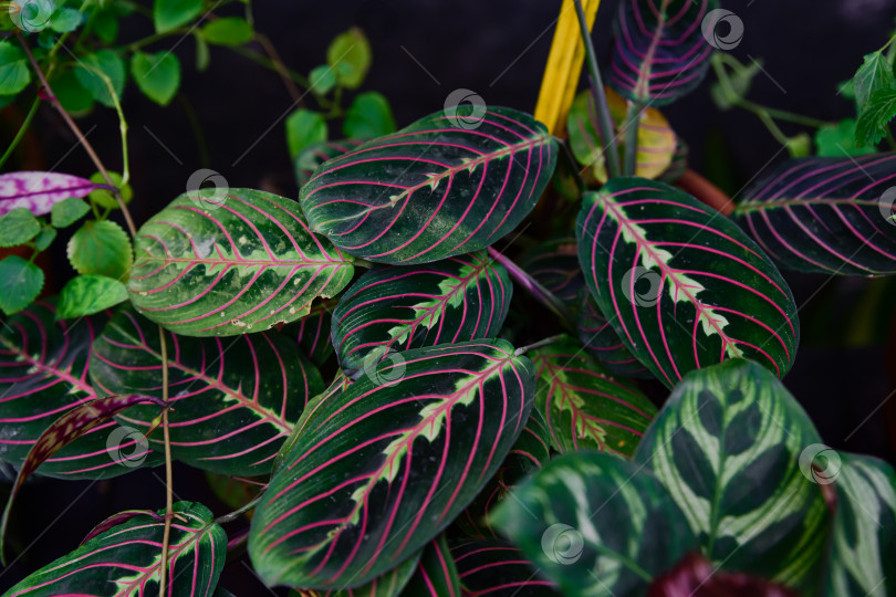 Скачать Крупный план листьев Maranta leuconeura erythroneura с ярко-красными прожилками и темно-зеленым рисунком. Листва тропического молитвенного растения в мягком естественном освещении. фотосток Ozero