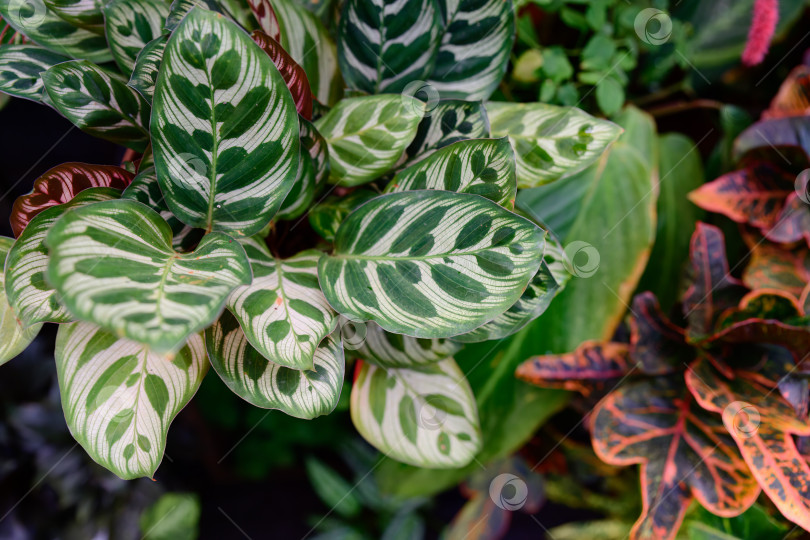 Скачать Зеленые листья калатеи макояны с элегантным симметричным рисунком тропическая листва крупным планом естественная текстура декоративного растения фотосток Ozero