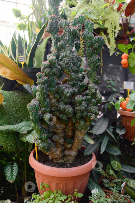 Скачать Крупный план чудовищного кактуса Cereus repandus с толстыми скрученными стеблями. Редкий скульптурный суккулент с необычной формой роста и текстурированной зеленой поверхностью. фотосток Ozero