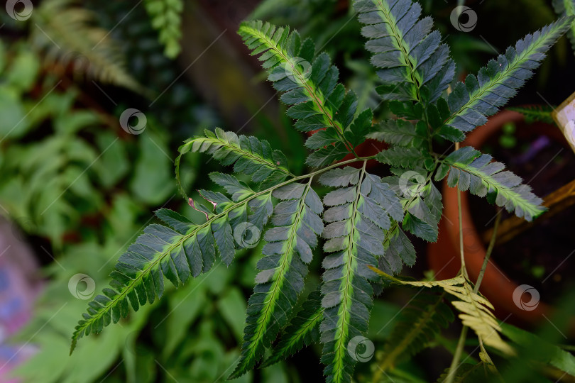 Скачать Крупный план папоротника Rumohra adiantiformis variegata с узорчатыми зелеными листьями и светлыми прожилками. Декоративная текстура листвы для ботанических тропических и садовых тем. фотосток Ozero