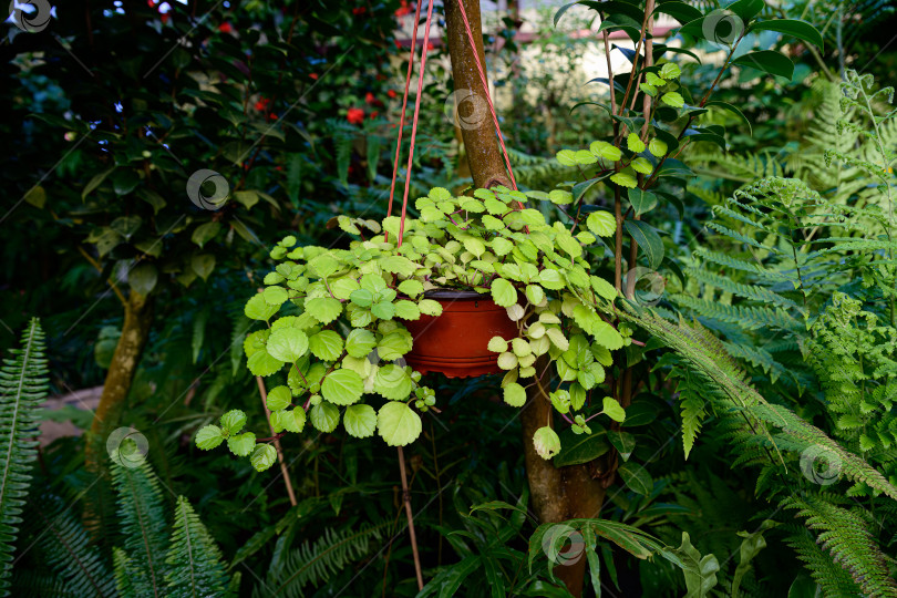 Скачать Подвесная корзина с пышной зеленой листвой Plectranthus verticillatus, растущего на открытом воздухе в окружении тропических садовых растений и естественной зелени фотосток Ozero