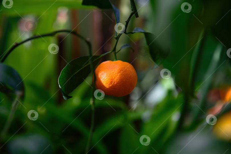 Скачать Одинокий спелый мандарин с темно-зелеными листьями, свисающий с ветки. Фрукт Citrus reticulata Blanco, растущий естественным образом в тропическом саду в Южной Азии фотосток Ozero