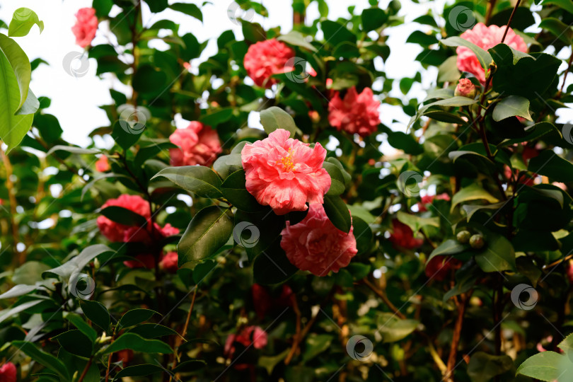 Скачать Камелия японская с кораллово-розовыми цветами, распускающимися на вечнозеленом кустарнике в солнечном свете в саду. Декоративное растение с блестящими листьями и пышным цветением. фотосток Ozero