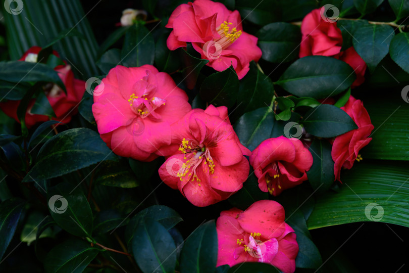Скачать Розовые цветы камелии распускаются на вечнозеленом кустарнике Camellia japonica. Декоративное садовое растение с пышной листвой и насыщенным цветочным окрасом. фотосток Ozero