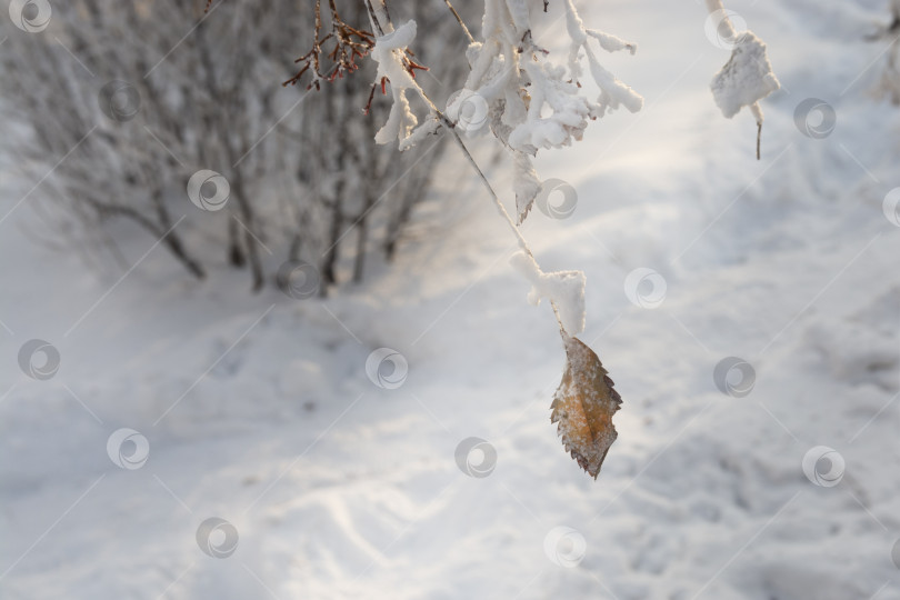 Скачать Зимний пейзаж в морозный день. Сухой лист на фоне покрытых инеем кустов. Свет и тень фотосток Ozero