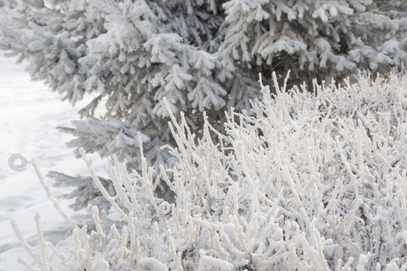 Скачать Покрытый инеем куст на фоне заснеженной ели зимой. Сильный мороз фотосток Ozero