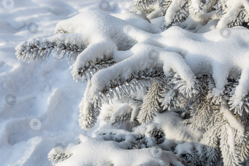 Скачать Еловая ветка, покрытая инеем и снегом в морозный день. Свет и тень. Сильный мороз фотосток Ozero