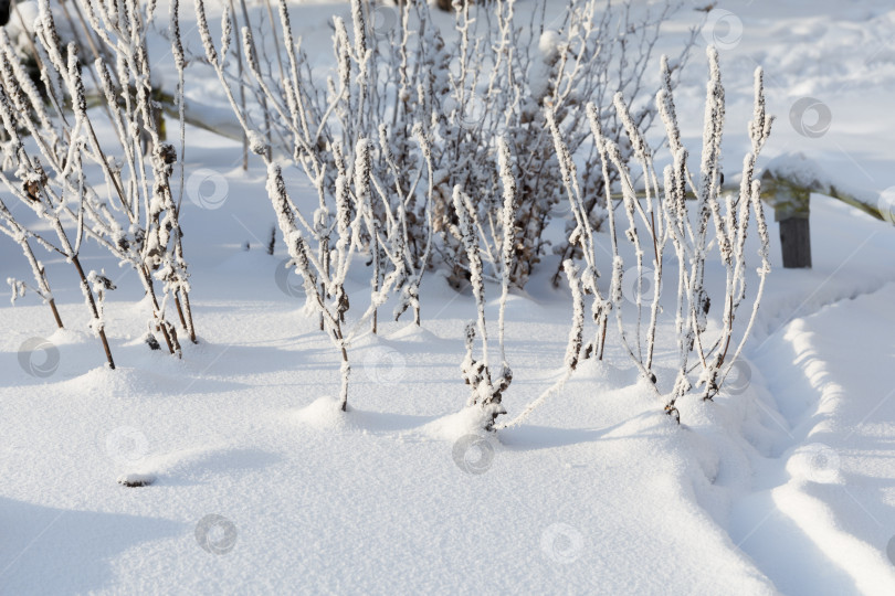 Скачать Заснеженные кусты в сильный мороз. Свет и тень фотосток Ozero
