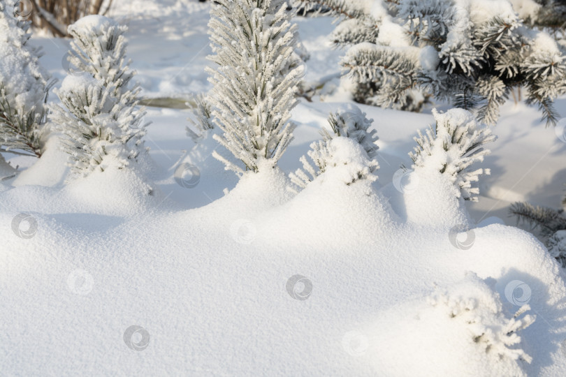 Скачать Маленькие еловые побеги покрываются инеем в сильный мороз. Свет и тень фотосток Ozero