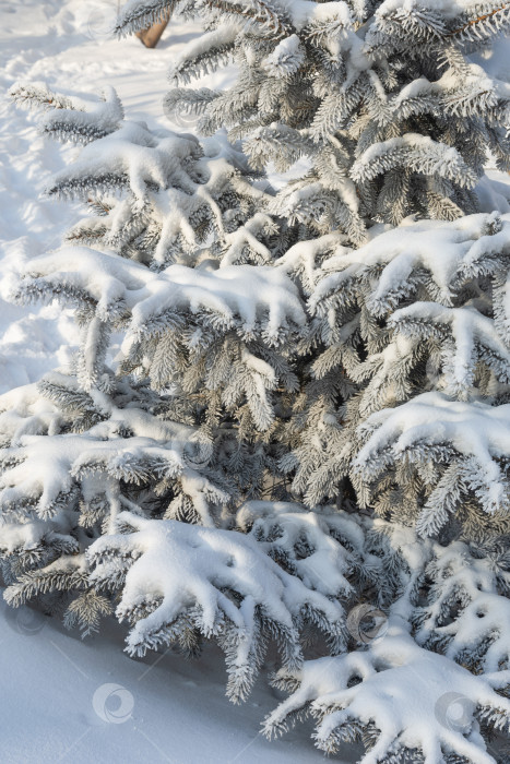 Скачать Маленькая ель, покрытая инеем и снегом в морозный день. Свет и тень. Сильный мороз фотосток Ozero