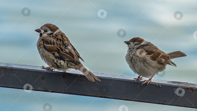 Скачать два воробья сидят на металлической перекладине. Фон размытый, голубого цвета. фотосток Ozero