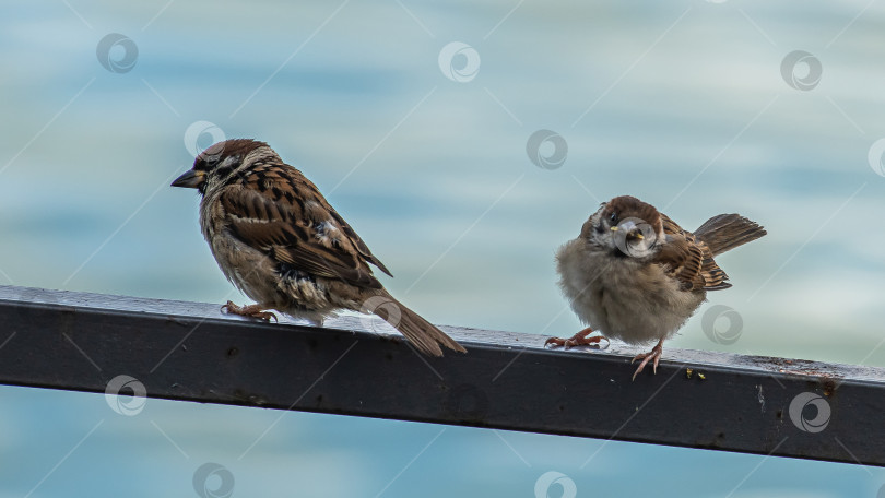 Скачать два воробья сидят на металлической перекладине. Фон размытый, голубого цвета. фотосток Ozero