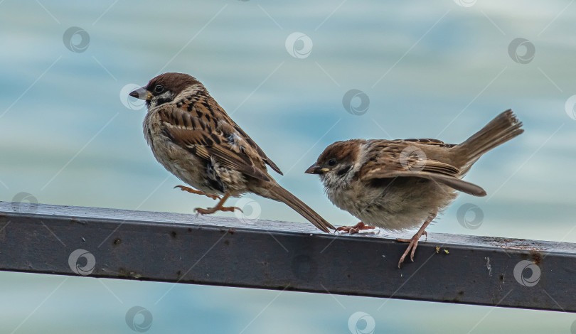 Скачать два воробья сидят на металлической перекладине. Фон размытый, голубого цвета. фотосток Ozero
