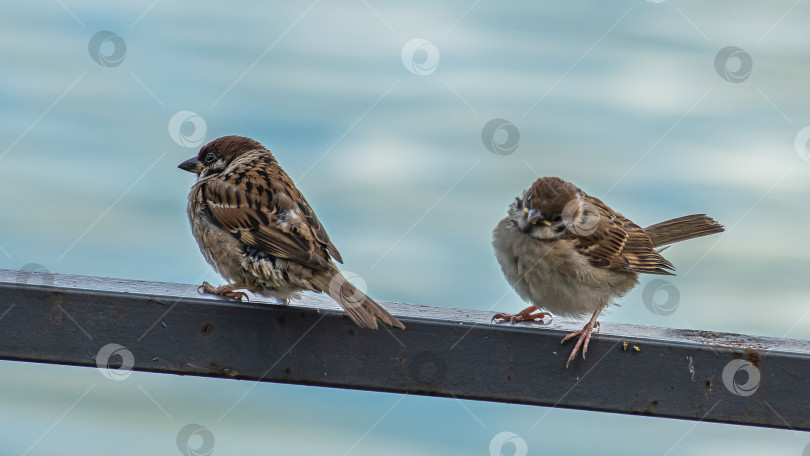 Скачать Два воробья сидят на металлической перекладине. На заднем плане размытая вода. фотосток Ozero