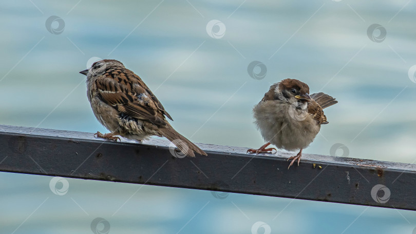 Скачать Два воробья сидят на металлической перекладине. На заднем плане размытая вода. фотосток Ozero