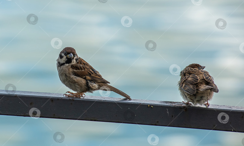 Скачать Два воробья сидят на металлической перекладине. На заднем плане размытая вода. фотосток Ozero