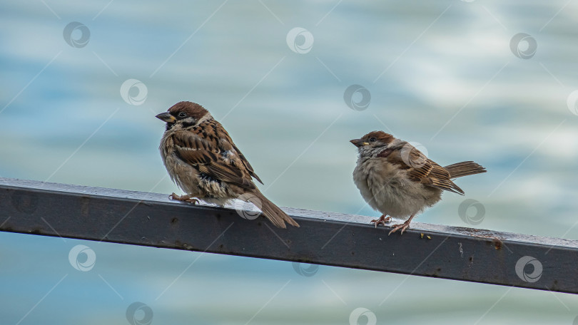 Скачать Два воробья сидят на металлической перекладине. На заднем плане размытая вода. фотосток Ozero