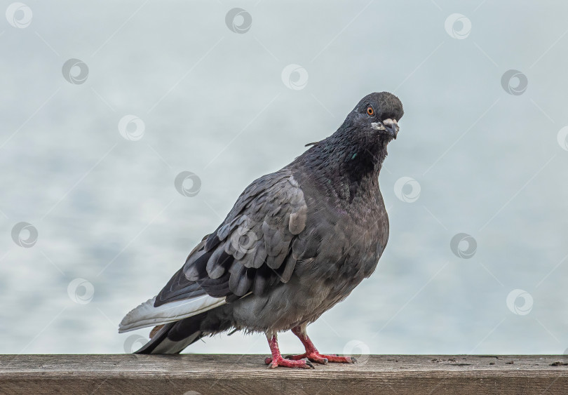 Скачать голубь с тёмным оперением и красными лапками стоит на деревянной поверхности. фотосток Ozero