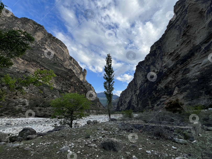 Скачать Одинокое дерево в ущелье фотосток Ozero