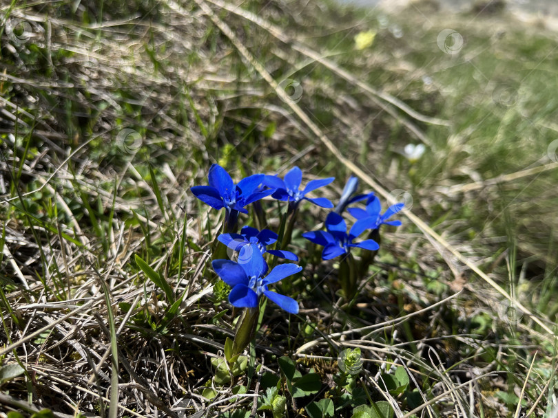 Скачать Горечавка весенняя цветок фотосток Ozero
