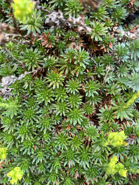 Скачать Растение камнеломка фотосток Ozero