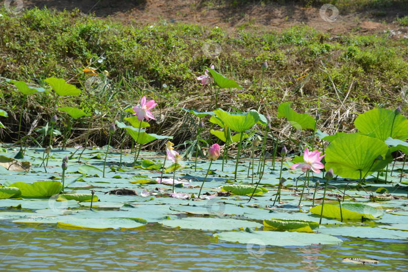 Скачать Розовые лотосы фотосток Ozero