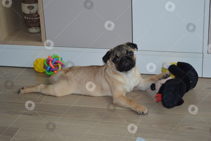 Скачать Мопс фотосток Ozero