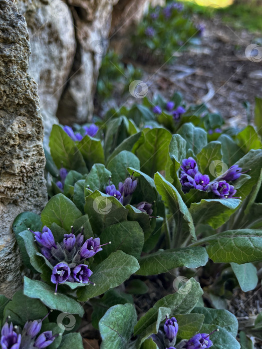 Скачать Пузырница физалисовидная цветет фотосток Ozero