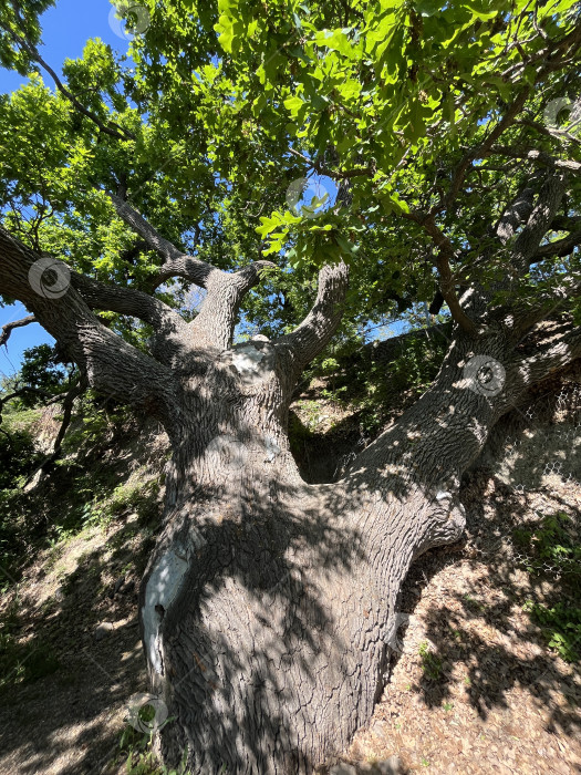 Скачать Вековой дуб фотосток Ozero