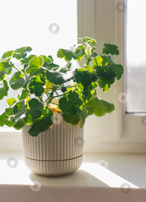 Скачать На окне стоит цветок герани в горшке. Сочная зелень. фотосток Ozero