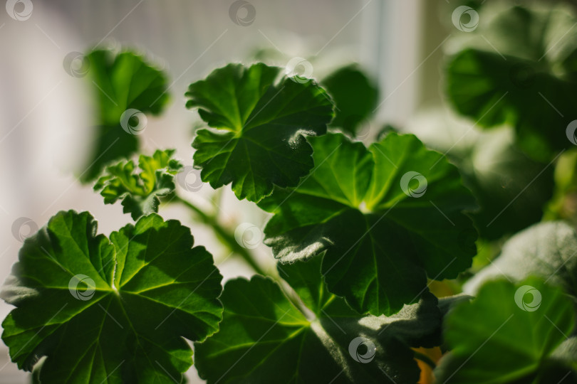 Скачать Зеленые листья цветка герани крупным планом. Комнатное растение. Текстура и естественный фон. фотосток Ozero