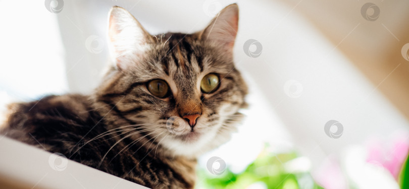 Скачать Портрет полосатой домашней кошки. Кошачья мордочка крупным планом. фотосток Ozero