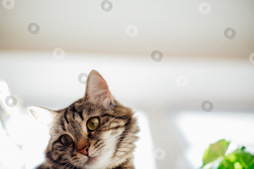 Скачать Портрет полосатой домашней кошки. Кошачья мордочка крупным планом. фотосток Ozero