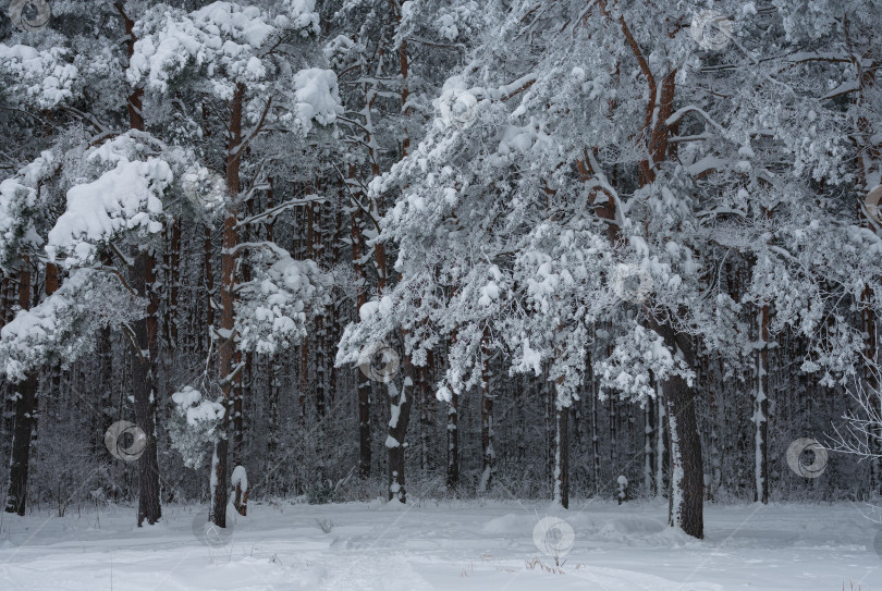Скачать деревья в лесу, покрытые снегом фотосток Ozero