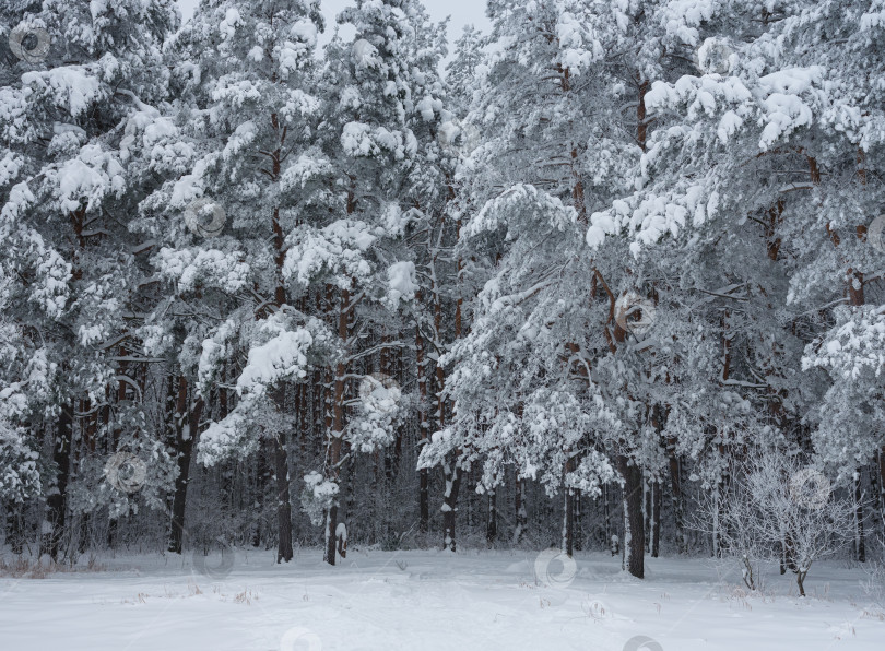 Скачать деревья в лесу, покрытые снегом фотосток Ozero