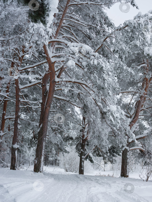 Скачать деревья в лесу, покрытые снегом фотосток Ozero