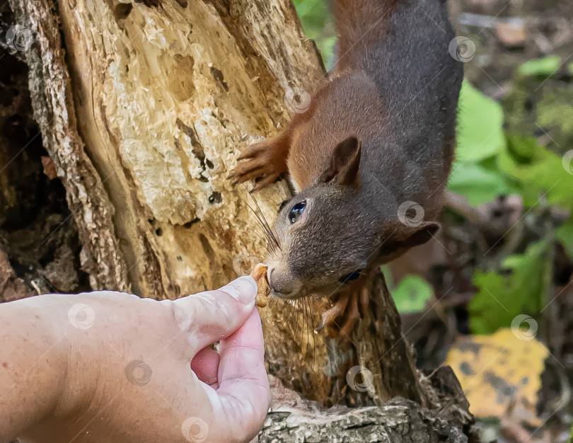 Скачать белка, которая ест еду из рук человека. Вокруг зелёная листва и дерево. фотосток Ozero