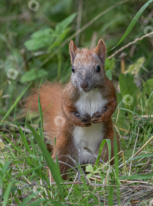 Скачать рыжая белка с пушистым хвостом, стоящая на траве среди зелёных растений. фотосток Ozero